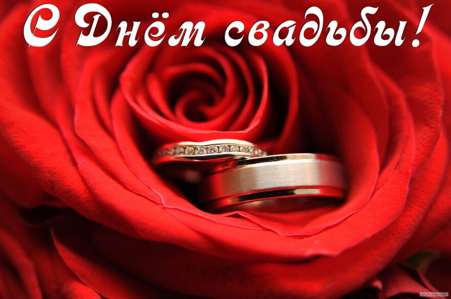 Открытка с Днем свадьбы, роза и обручальные кольца
