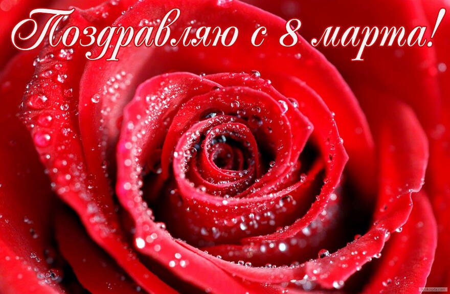 Открытка поздравляю с 8 марта, роза