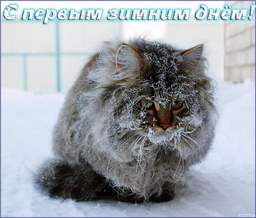 Открытка с перовым зимним днем, животные, кот и иней