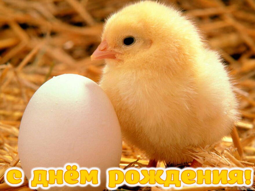 Открытка с Днем Рождения, животные, цыпленок и яйцо