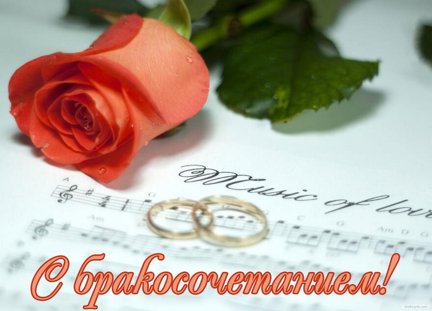 Открытка с бракосочетанием, обручальные кольца и роза