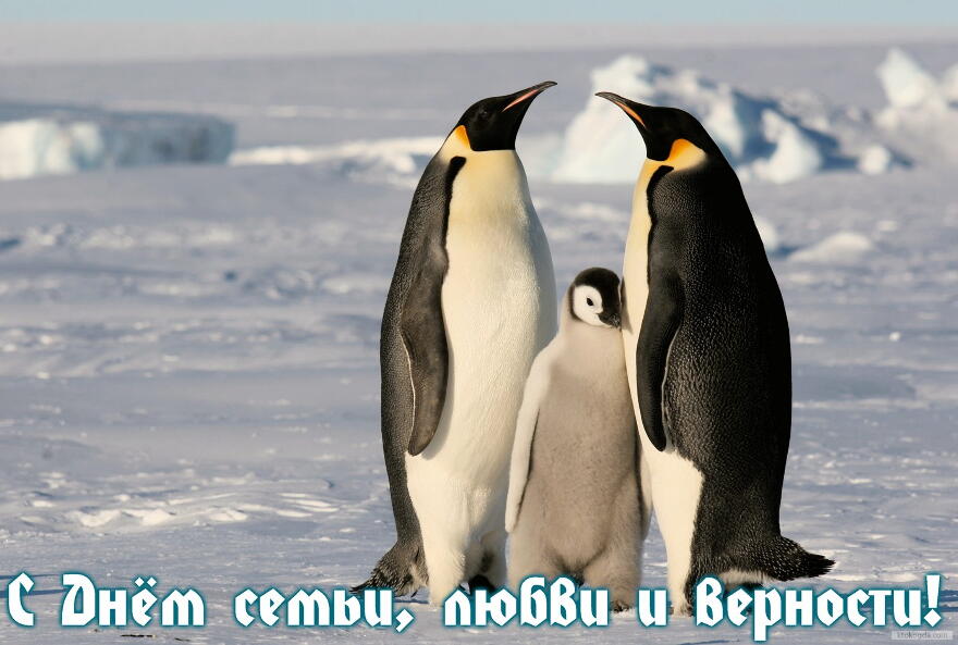 Открытка с Днем семьи, любви и верности, семья пингвинов