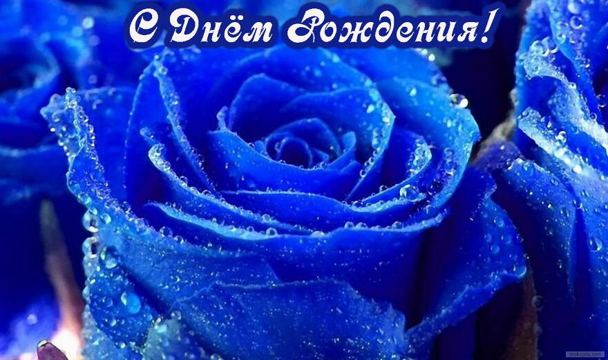 Открытка с Днем Рождения, цветы, синие розы